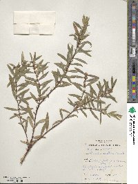 Image of Pimelea axiflora