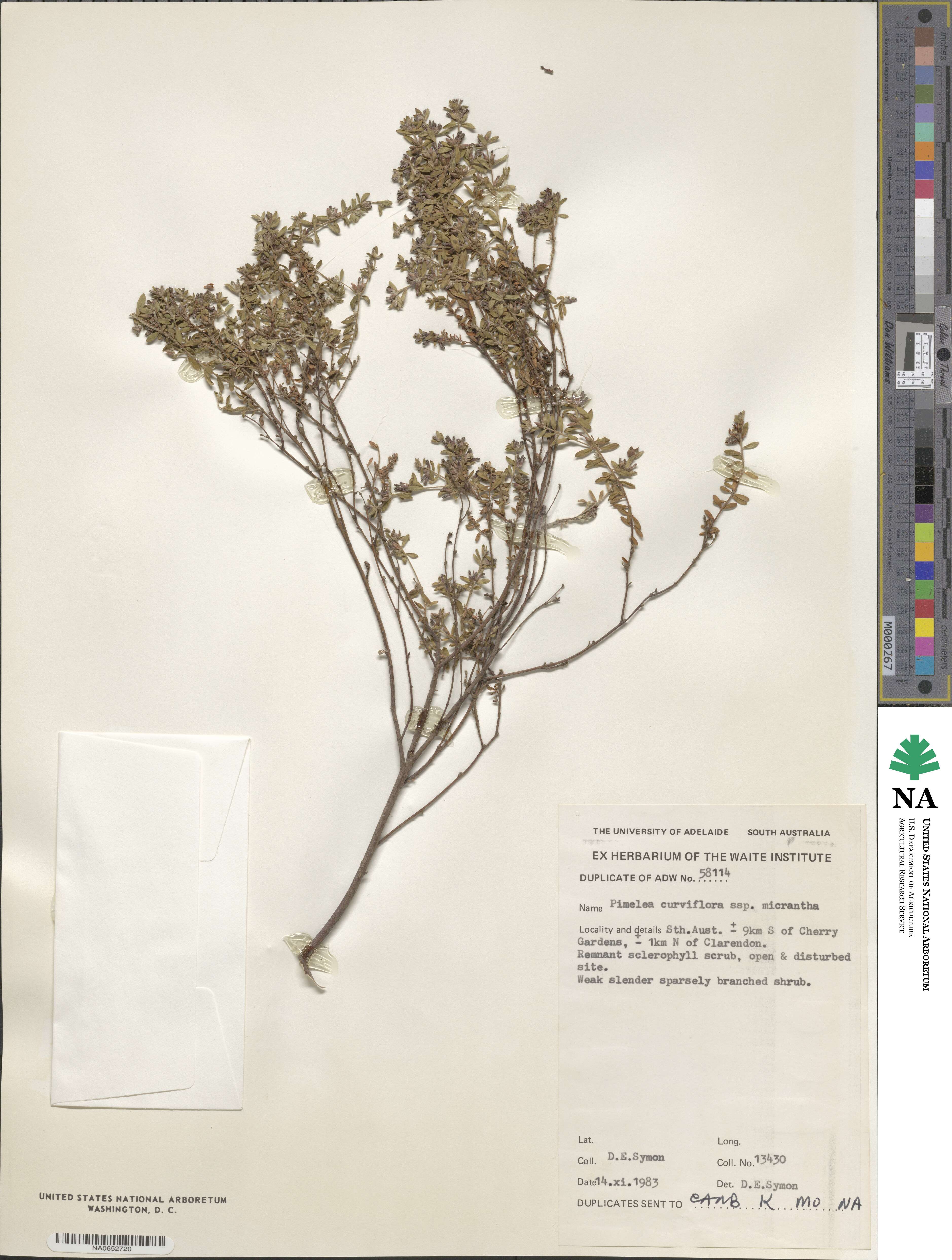 Pimelea curviflora image