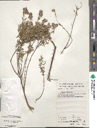 Pimelea curviflora image