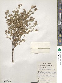 Pimelea curviflora image