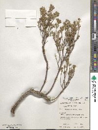 Pimelea curviflora image