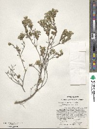 Pimelea dichotoma image