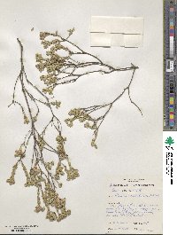 Pimelea dichotoma image