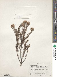 Pimelea ferruginea image