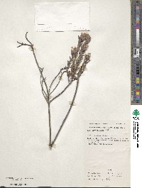 Pimelea glauca image