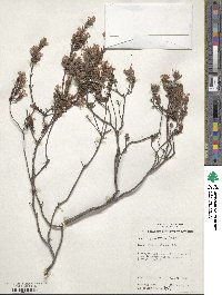 Pimelea glauca image