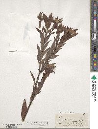 Image of Pimelea longifolia