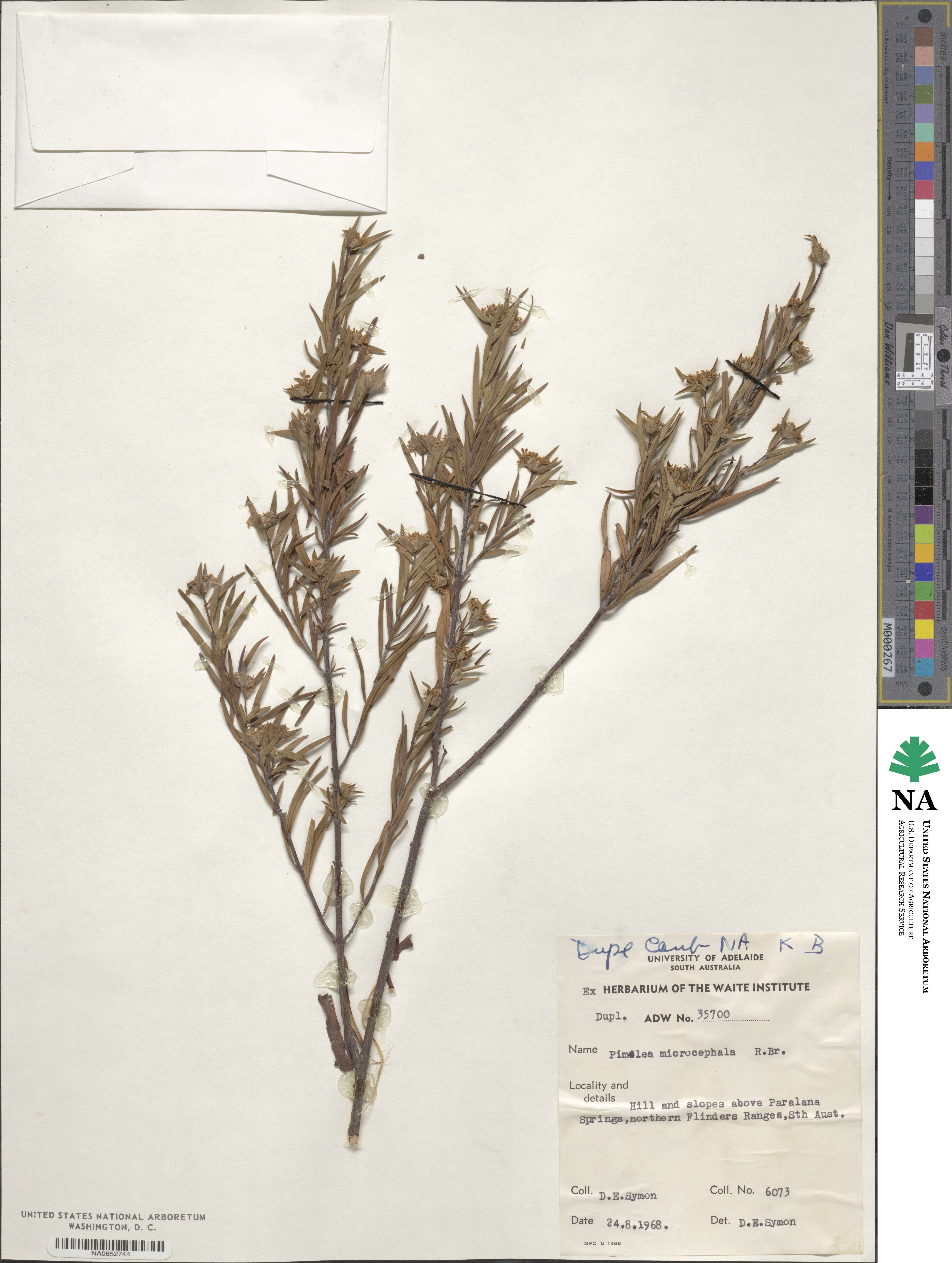 Pimelea microcephala image