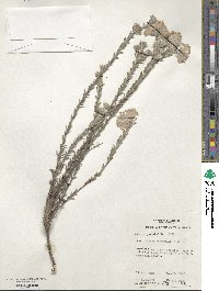 Pimelea octophylla image