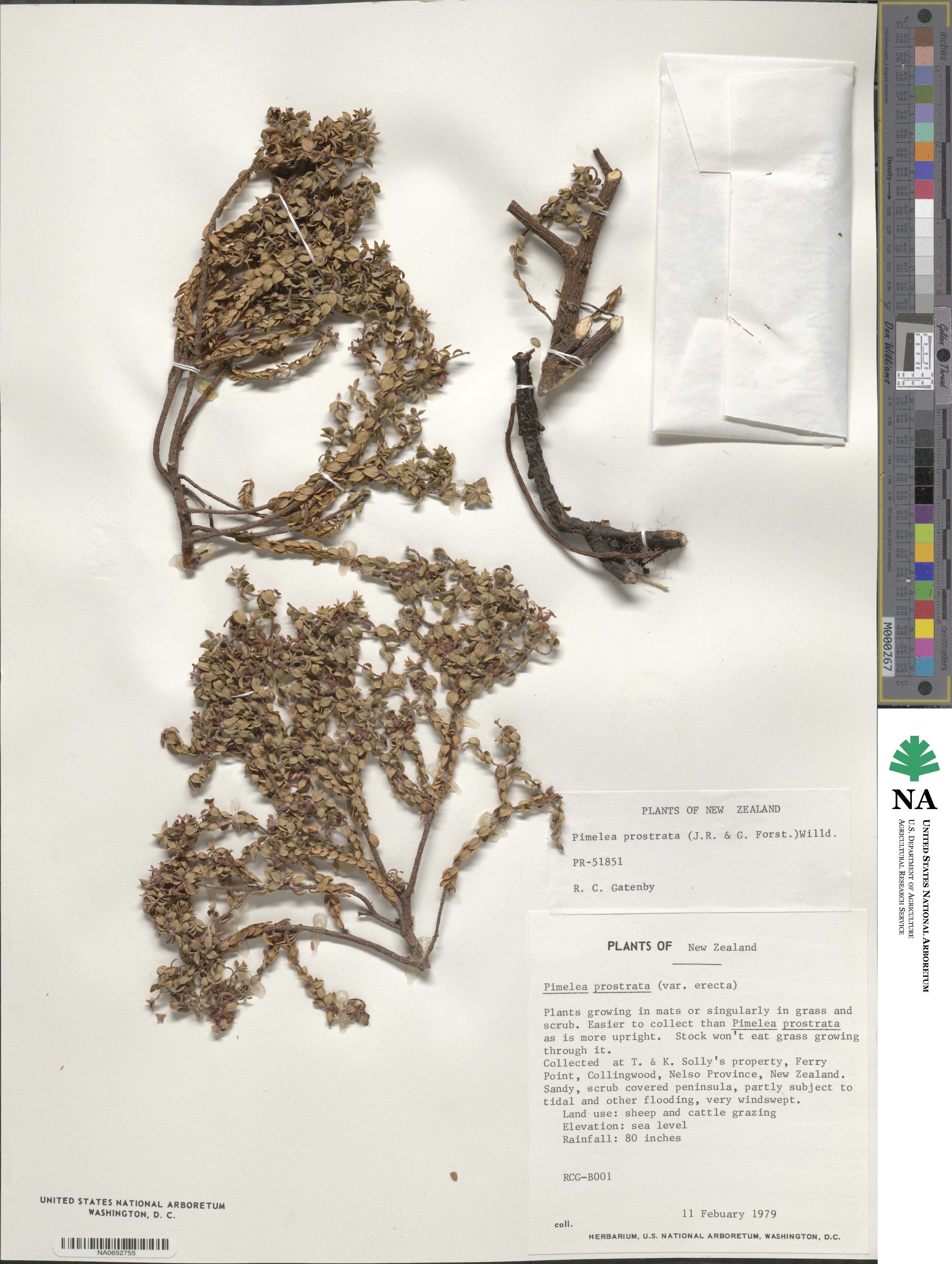 Pimelea prostrata image