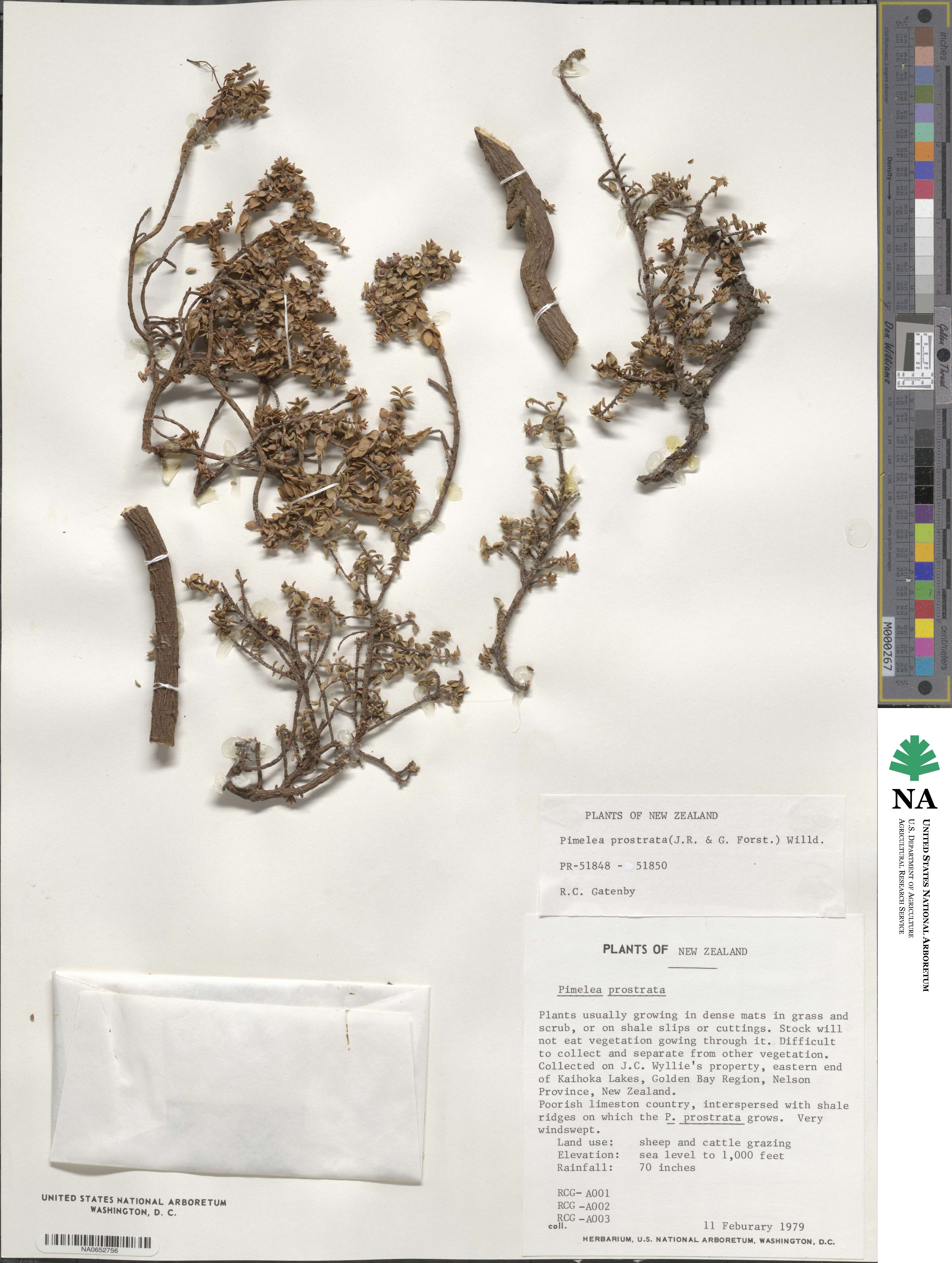 Pimelea prostrata image