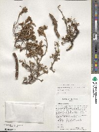 Image of Pimelea prostrata