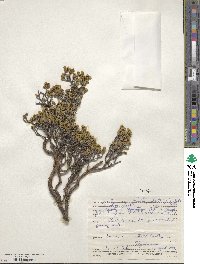 Pimelea prostrata image