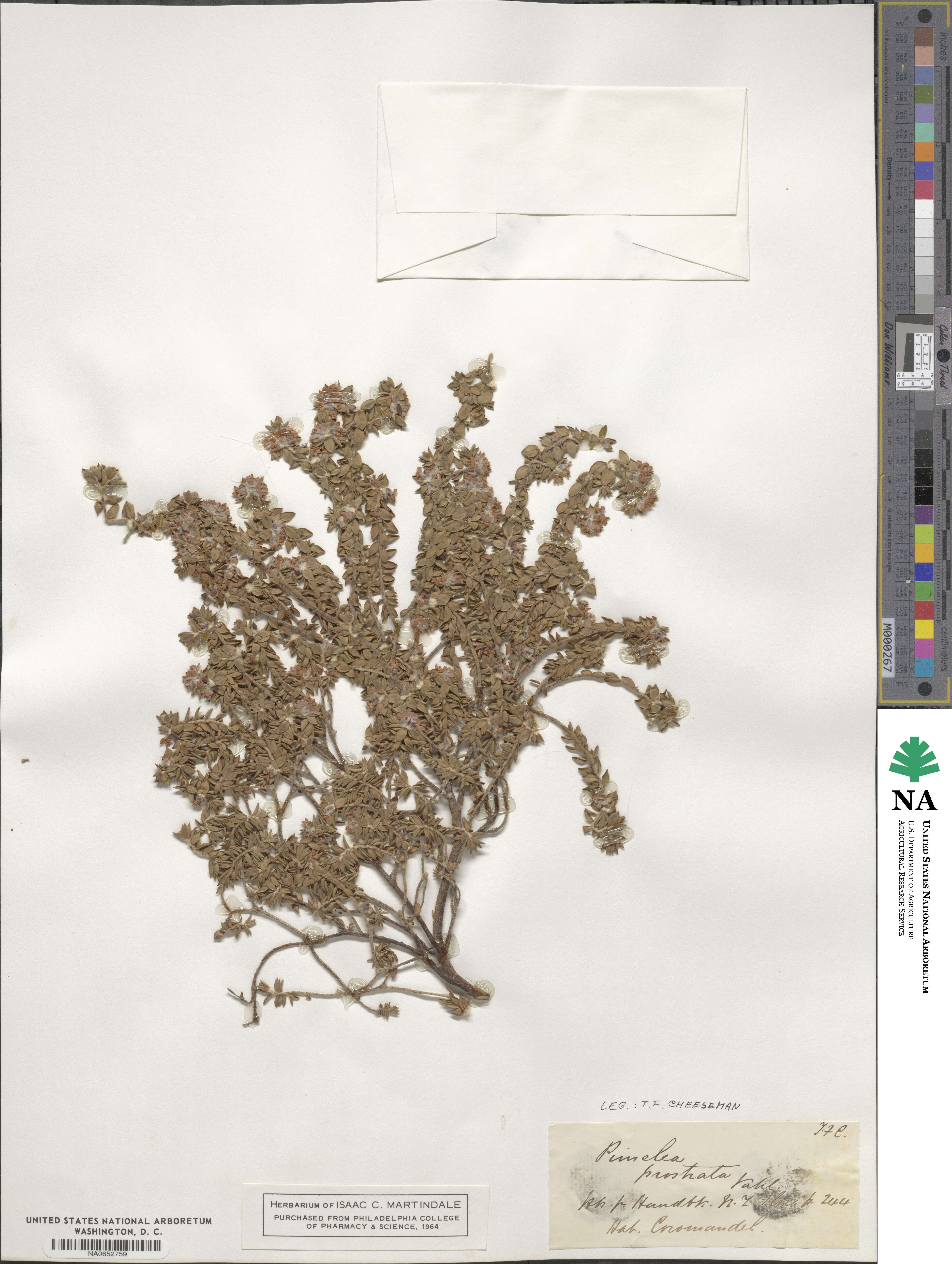 Pimelea prostrata image