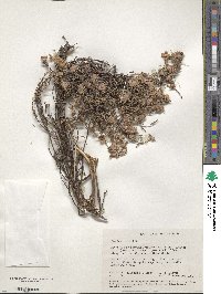 Image of Pimelea rosea