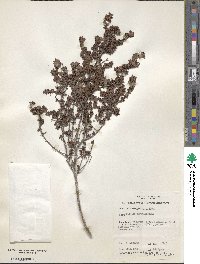 Pimelea serpyllifolia image