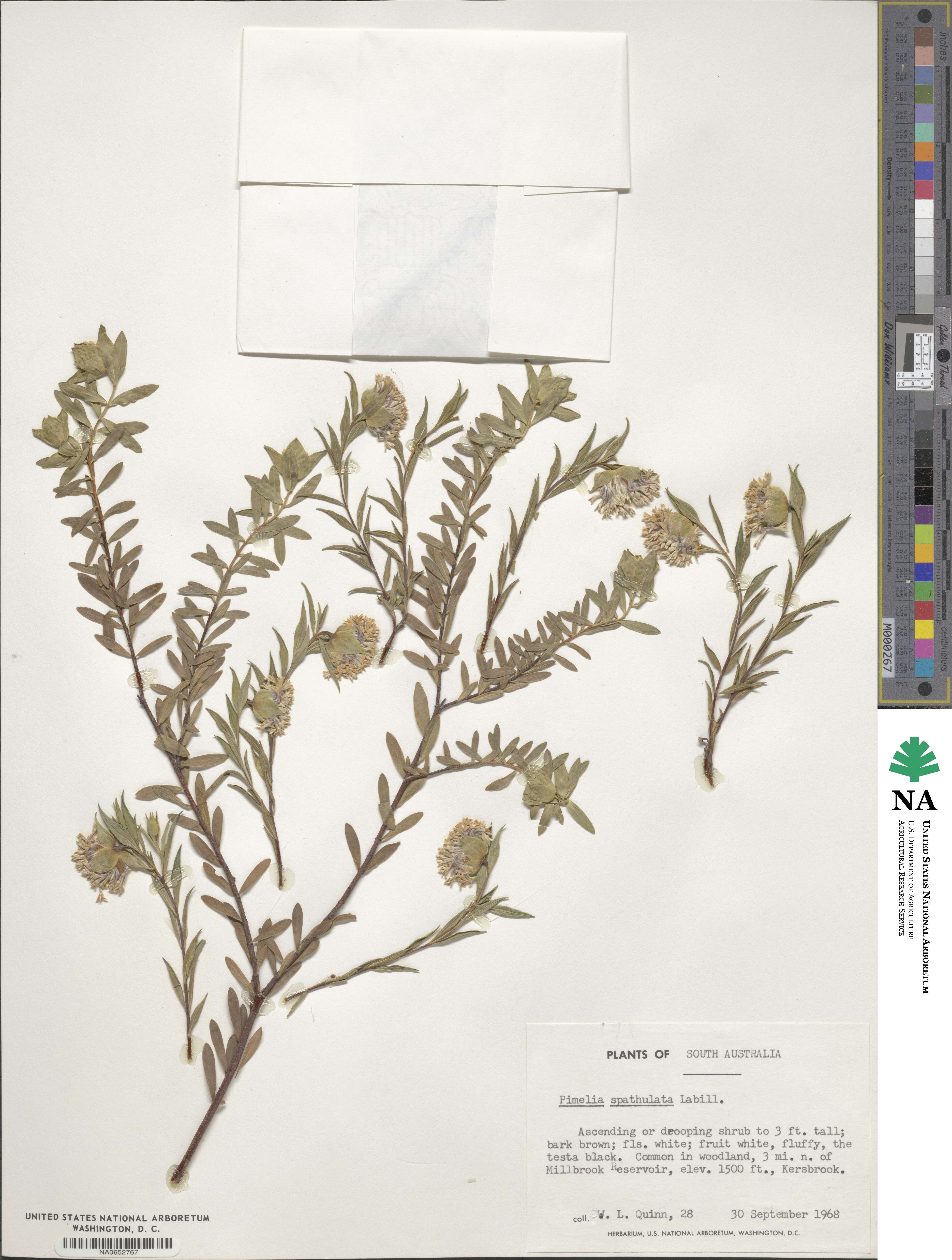 Pimelea linifolia subsp. linifolia image