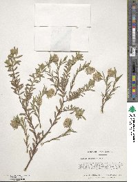 Pimelea linifolia image