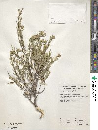 Pimelea stricta image