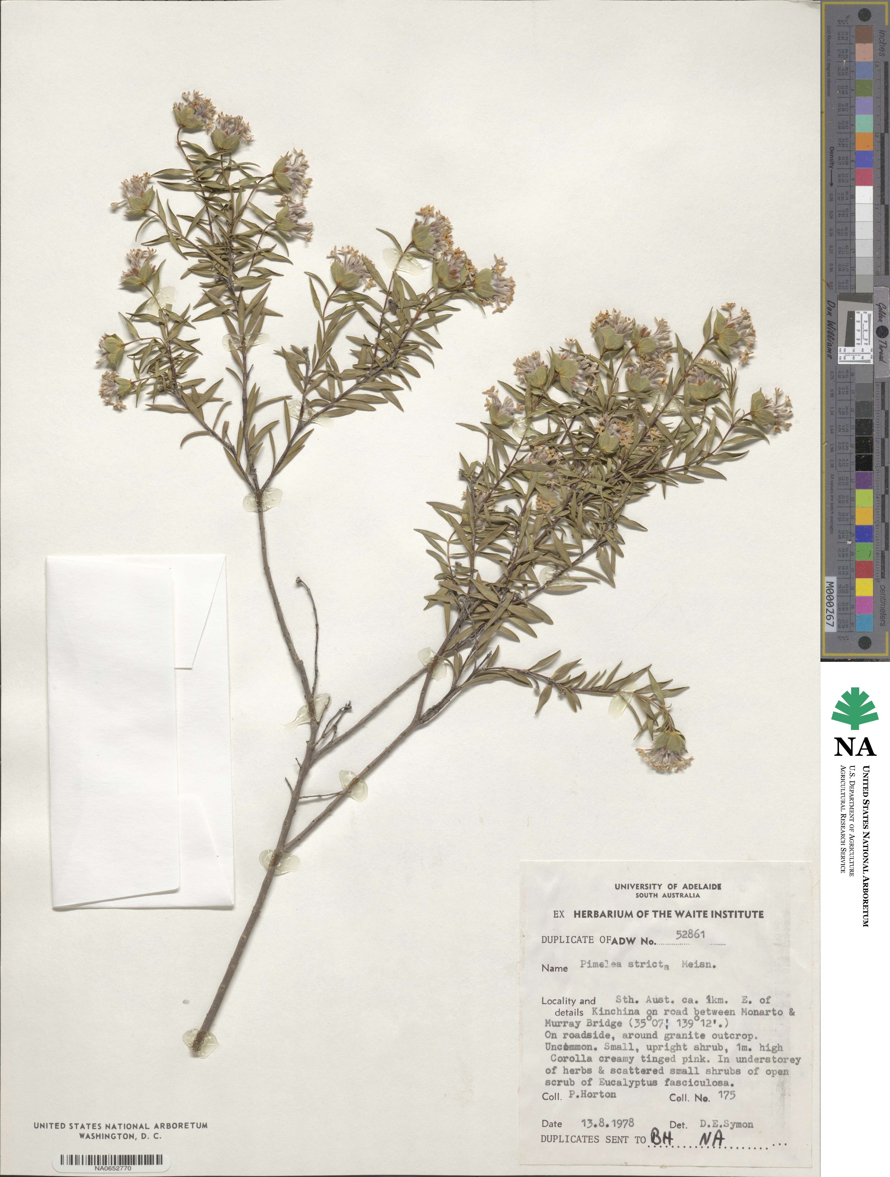 Pimelea stricta image