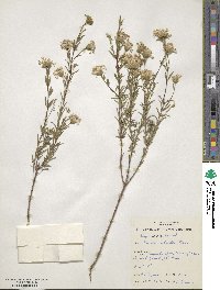 Pimelea stricta image