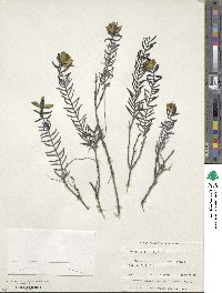 Image of Pimelea sylvestris