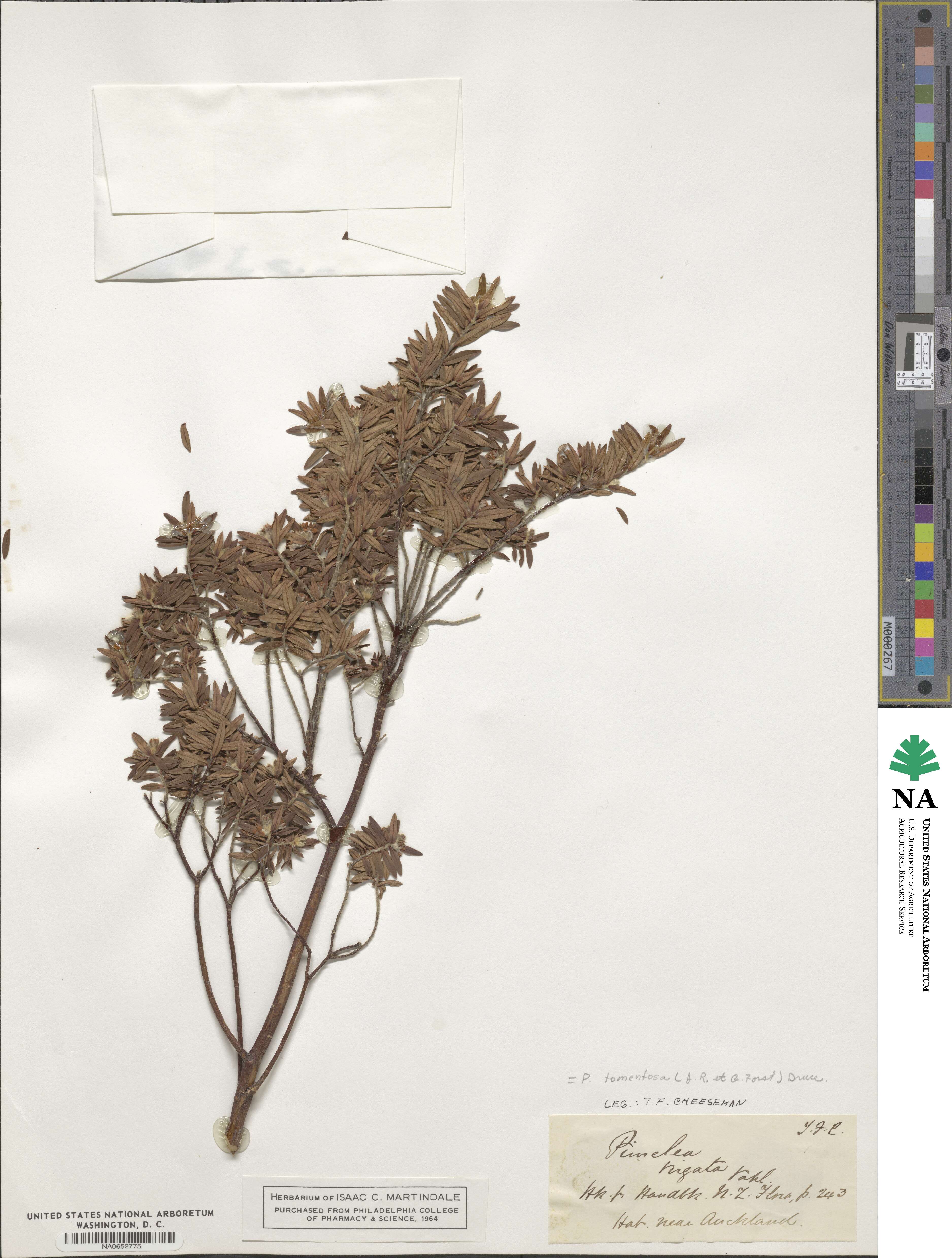 Pimelea tomentosa image