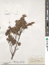 Image of Pimelea tomentosa