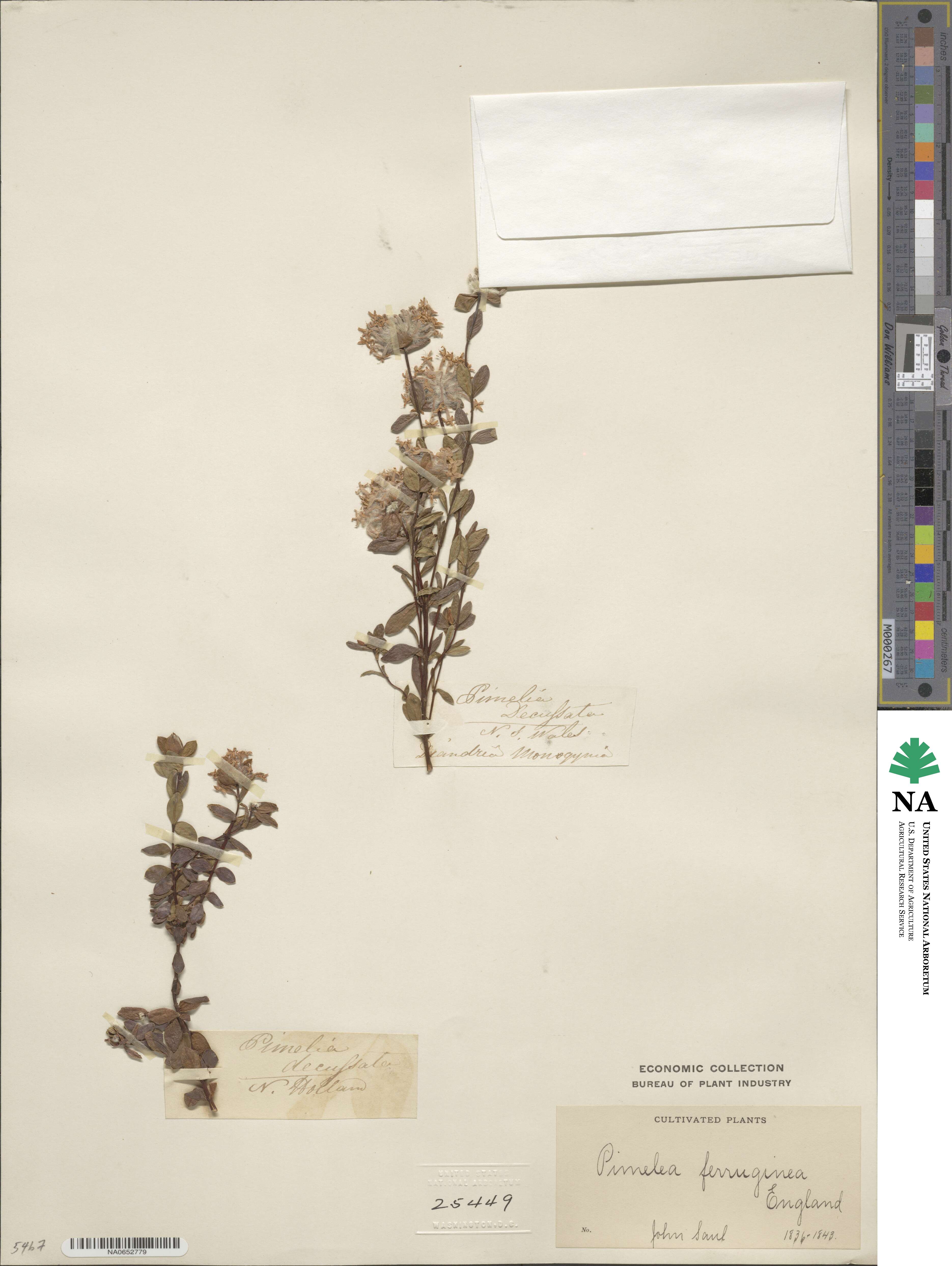 Pimelea ferruginea image