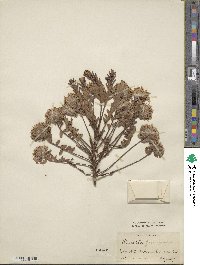 Pimelea ferruginea image