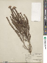 Pimelea ferruginea image