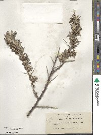 Hippophae rhamnoides image