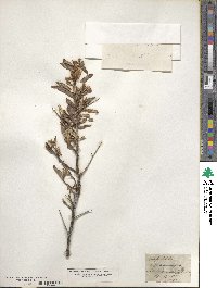 Hippophae rhamnoides image