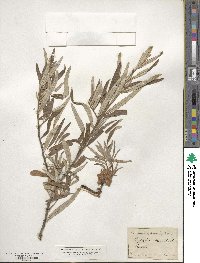 Hippophae rhamnoides image