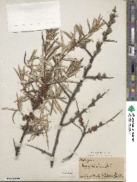 Hippophae rhamnoides image