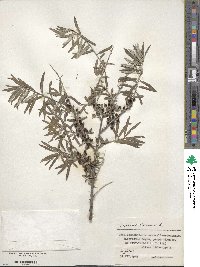 Hippophae rhamnoides image