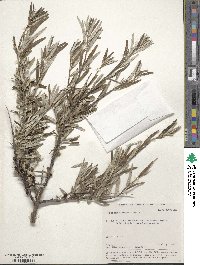 Hippophae rhamnoides image