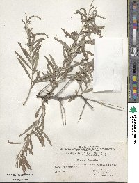 Hippophae rhamnoides image