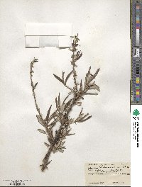 Hippophae rhamnoides image