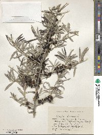 Hippophae rhamnoides image