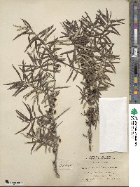 Hippophae rhamnoides image