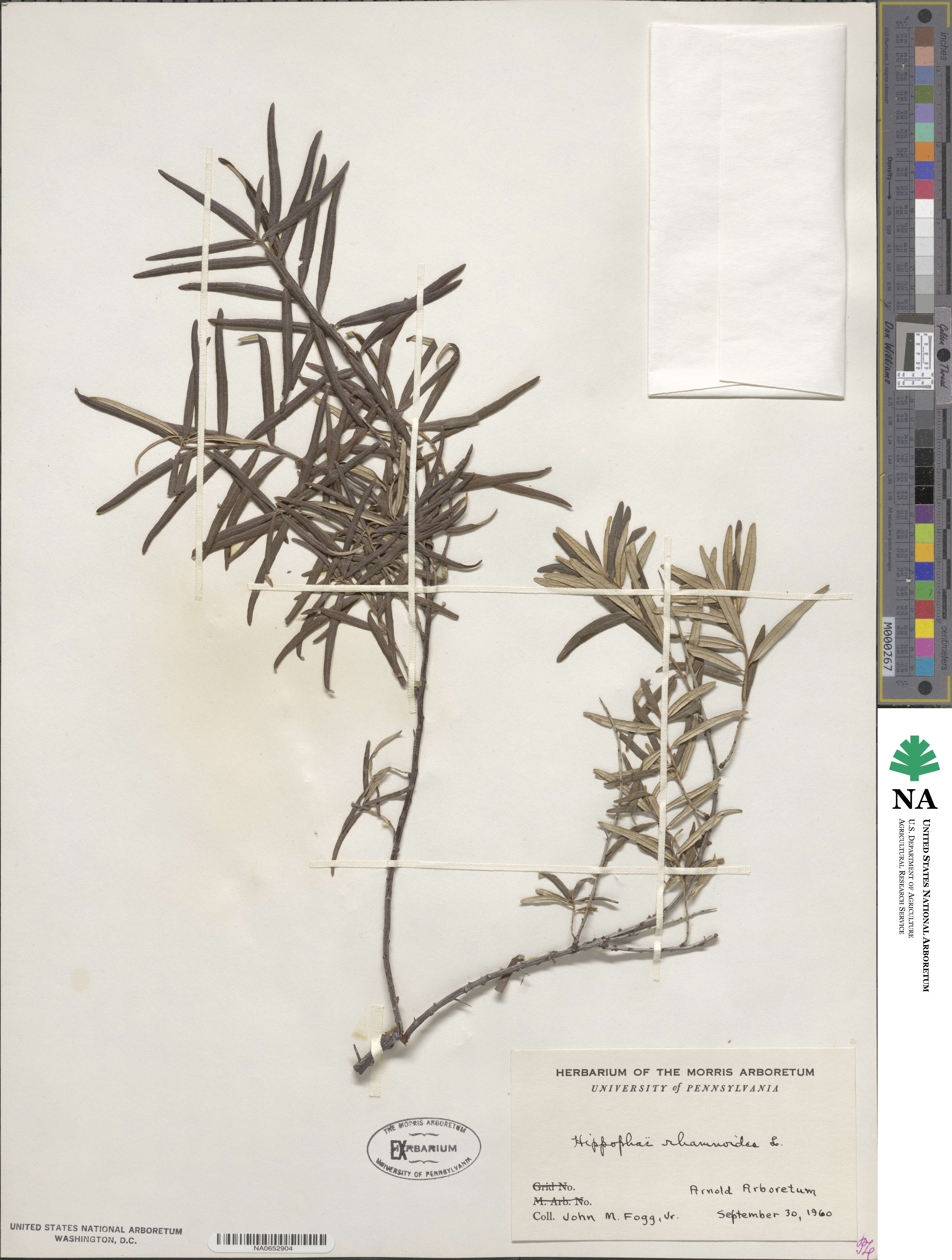 Hippophae image