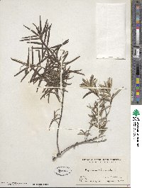 Hippophae rhamnoides image