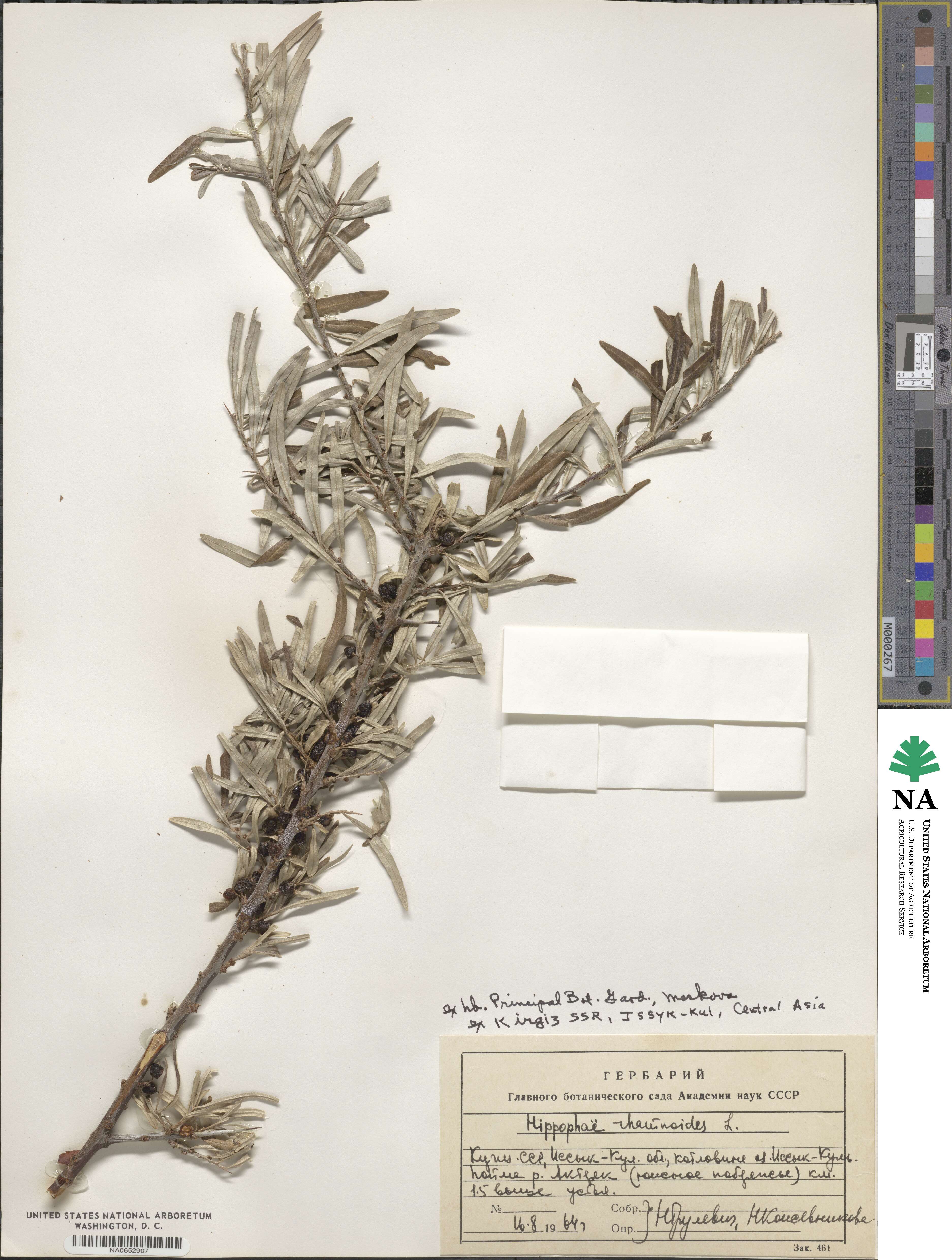 Hippophae rhamnoides image