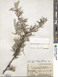 Hippophae rhamnoides image