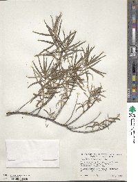 Hippophae rhamnoides image