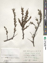 Hippophae rhamnoides image