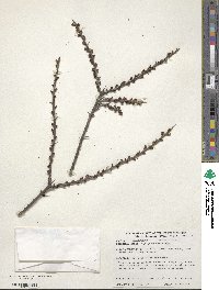 Hippophae rhamnoides image