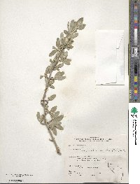 Shepherdia argentea image