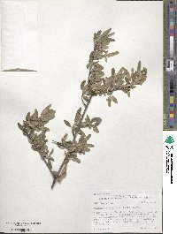 Shepherdia argentea image